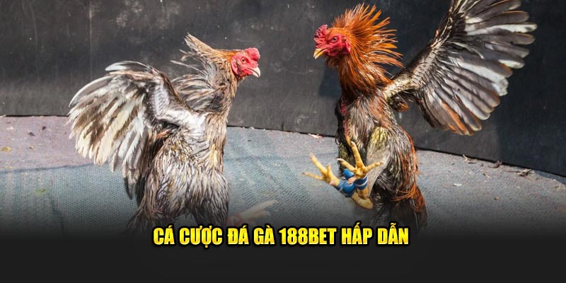 Cá cược đá gà 188Bet hấp dẫn