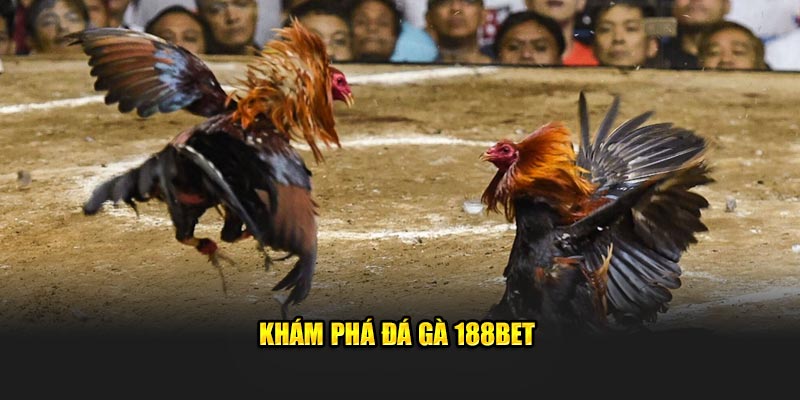 Khám phá đá gà 188Bet