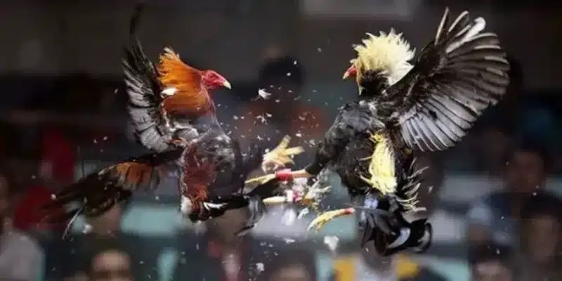 Tổng quan về sảnh đá gà Thomo hot hit tại 188BET